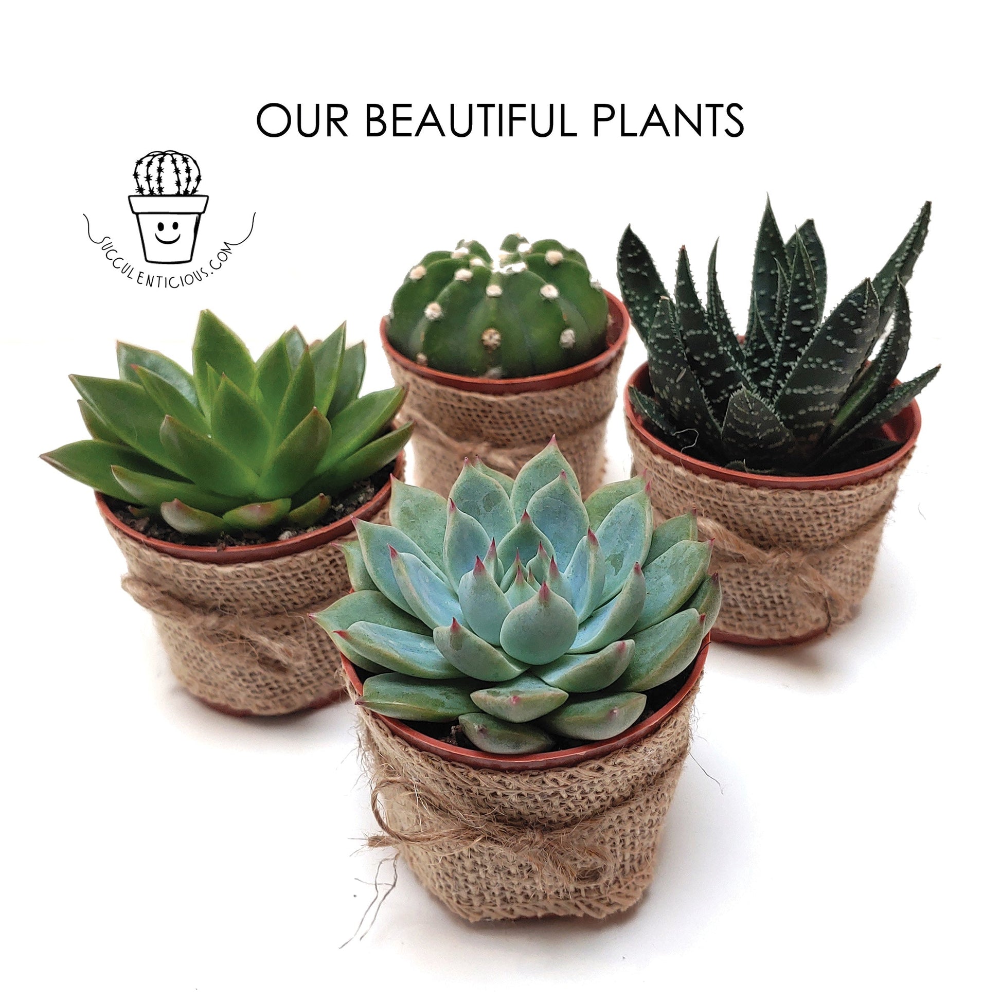 Succulent gift box - 3 ceramic pot